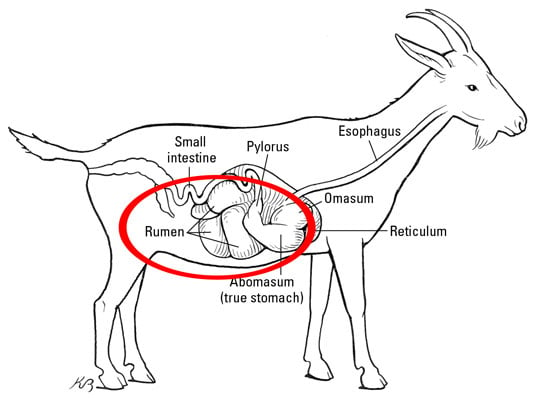 The rumen is the largest of the forestomachs, with a 1- to 2-gallon capacity.