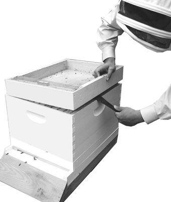 Use your hive tool as a lever to ease apart hive parts.