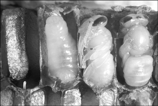 Opened cells reveal an egg and developing pupae.