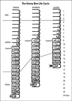 This chart shows the daily development cycle of all three castes, from egg to adult.