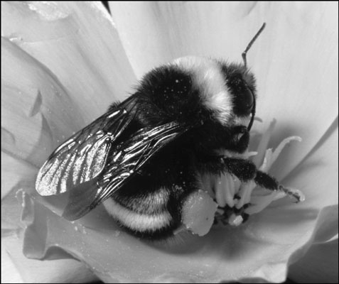 The bumblebee is furry and plump.