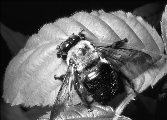 The carpenter bee looks similar to a bumblebee, but its abdomen has no hair.