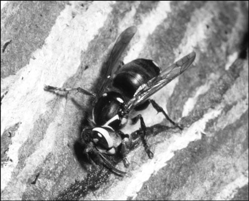 The bald-faced hornet makes impressive paper nests in trees.