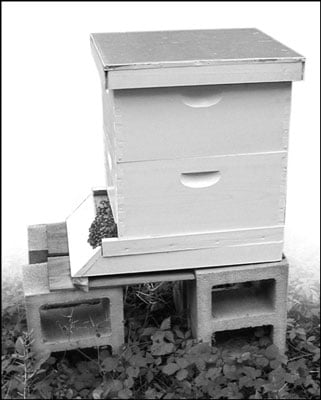 You can also elevate your hive on cinderblocks.