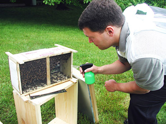 Thirty minutes before hiving, spray your bees rather heavily with nonmedicated sugar syrup.