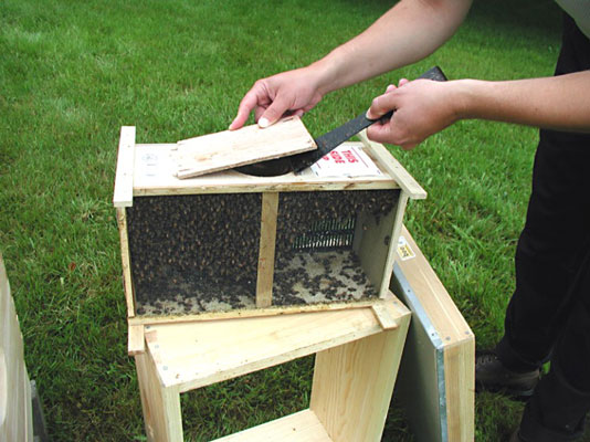 Using your hive tool, pry the wood cover off the package.