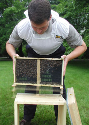 Jar the package down sharply on its bottom so that your bees fall to the bottom of the package.