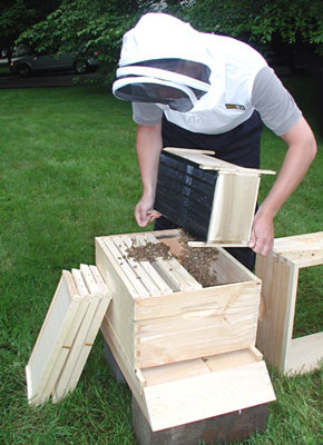Spray your bees liberally with syrup one last time.