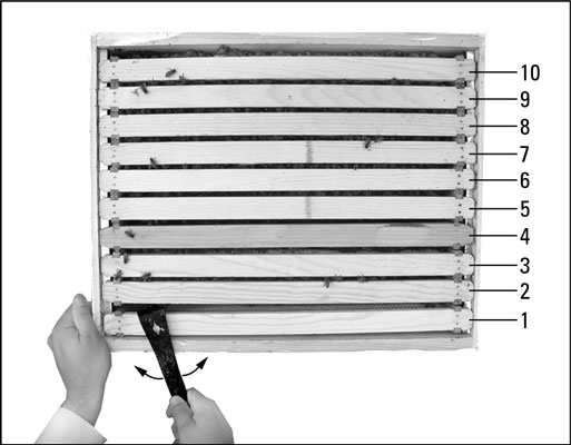Use your hive tool to pry the wall frame loose before removing it.