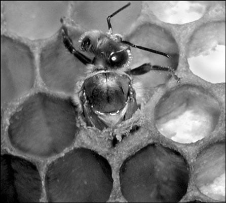 Supersedure cells are located in the upper two-thirds of the frame; swarm cells are located along t