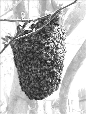 A swarm resting in a tree.