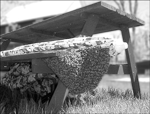 A swarm that has taken up temporary residence under a picnic table.