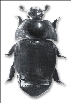 The small hive beetle has become a significant problem for beekeepers in some states (mostly in the