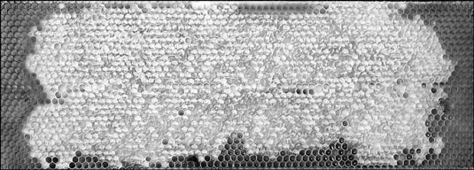 Here’s a beautiful frame of capped honey ready to be harvested.