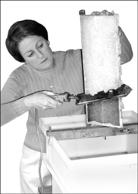 Removing wax cappings using an electric uncapping knife. The uncapping tank below is a nifty access