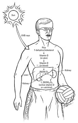 How the body creates vitamin D.