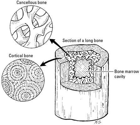 Comparing the two different types of bone: cortical and cancellous.