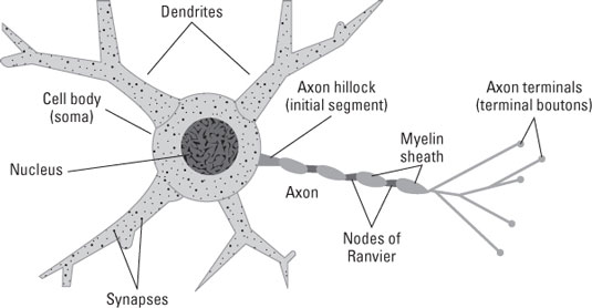 The main structural parts of a neuron.