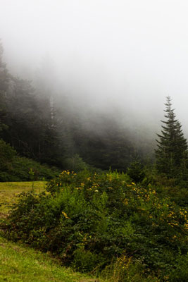 Nature Photography in Fog or Mist - dummies