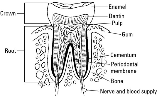 The parts of a tooth.