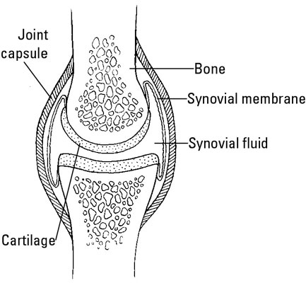 A healthy synovial joint.