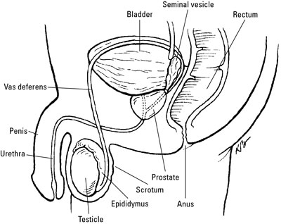 The location of the prostate and other male reproductive organs.