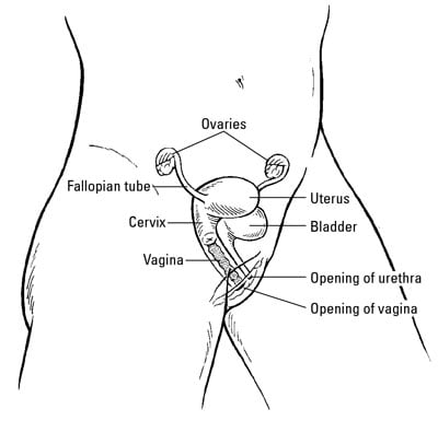 Location of the ovaries and other female reproductive organs.