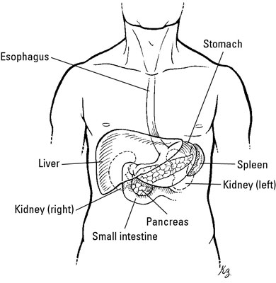 The location of the pancreas.