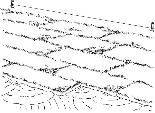 Cinch the edges as close as possible without overlapping or stretching the sod. Stagger the ends as if you’re laying brick