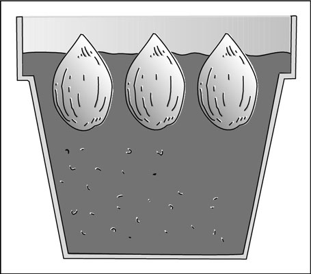 Space bulbs so that they’re gently touching or no more than 1/2 inch apart, and press the base of the bulbs into the soil to keep them standing straight.