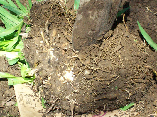 Using a trowel to separate the roots of a group of perennial plants in order to repot them.