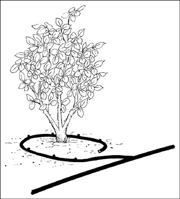 illustration showing drip irrigation systems around rose plant