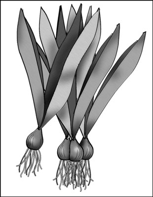 Divide a clump of bulbs by separating the offsets and planting them.