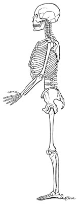 Ideal alignment of the skeleton.