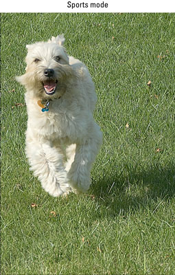 Photo of a dog running towards the camera.