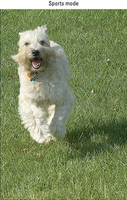 Photo of a dog running towards the camera.