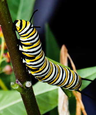 Yellow, black and white caterpillar climbing on a plant.