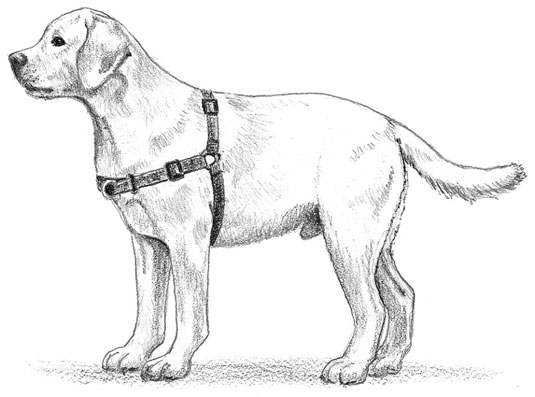 A front-attached easy-walking conditioning harness. [Credit: Illustration by Barbara Frake]