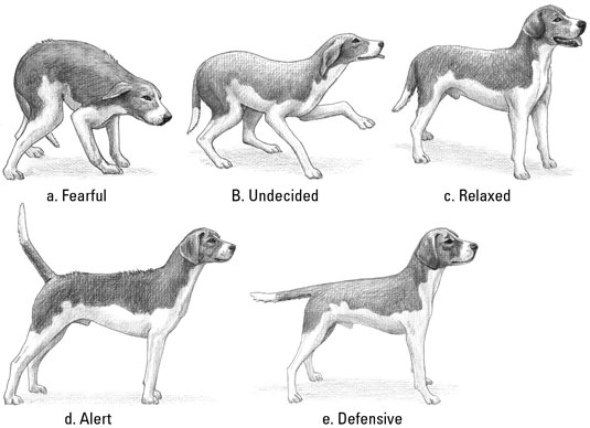 Understand what your puppy is telling you in these five postures. [Credit: Illustration by Barbara 