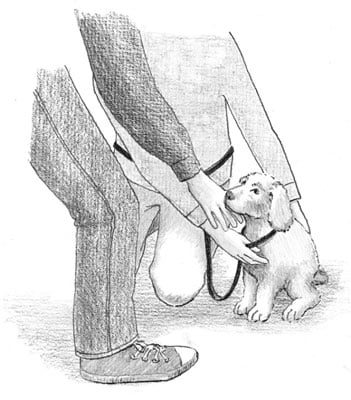 Bracing reassures your young puppy when meeting unfamiliar people. [Credit: Illustration by Barbara