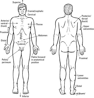 Clinical Anatomy Terms To Describe The Eight Body Regions Dummies