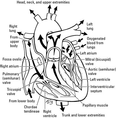 what is cardiovascular circulation