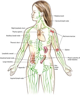 Lymph System Chart