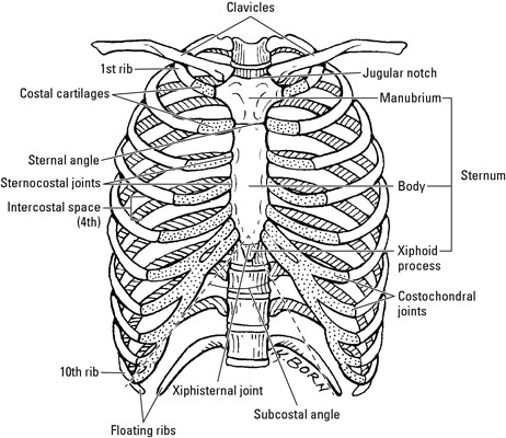 Bones and Joints in the Thoracic Region - dummies