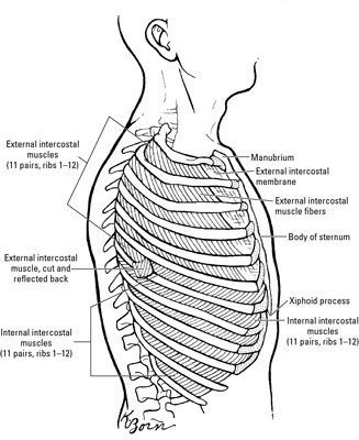 Muscles In The Thoracic Region That Help You Breathe Dummies