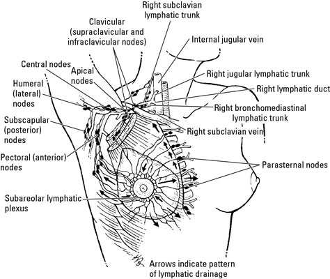 Breast Anatomy Quadrants - ovulation symptoms