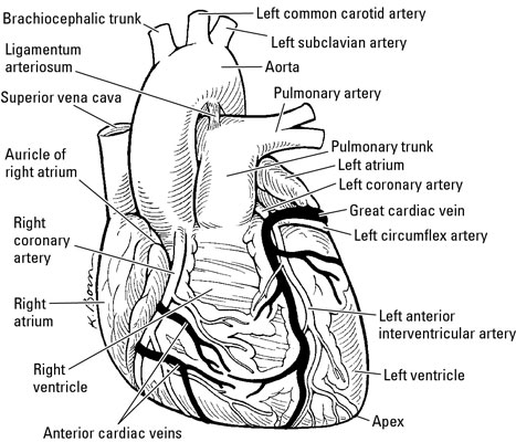 The Anatomy of the Human Heart - dummies