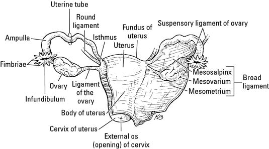 Pelvic Anatomy Labeled / Pelvis Wikipedia | Nice Fotograph