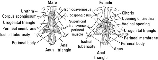 Perineal Anatomy Female - Anatomy Drawing Diagram