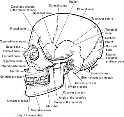 How Many Bones In The Face And Head - The Perfect Human Face: Anatomy